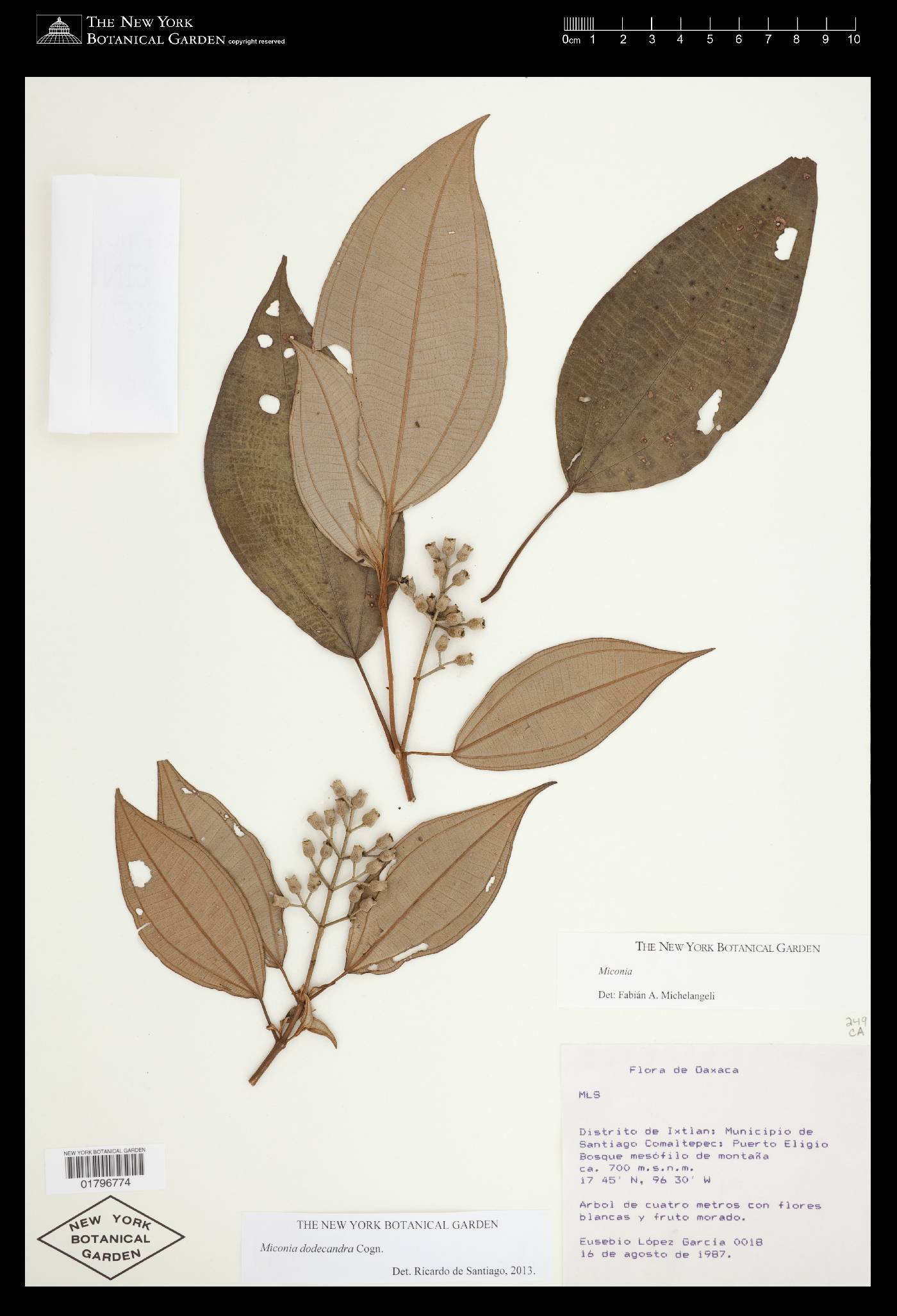 Miconia dodecandra image