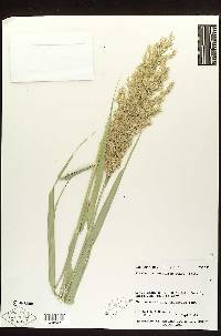 Phragmites australis image