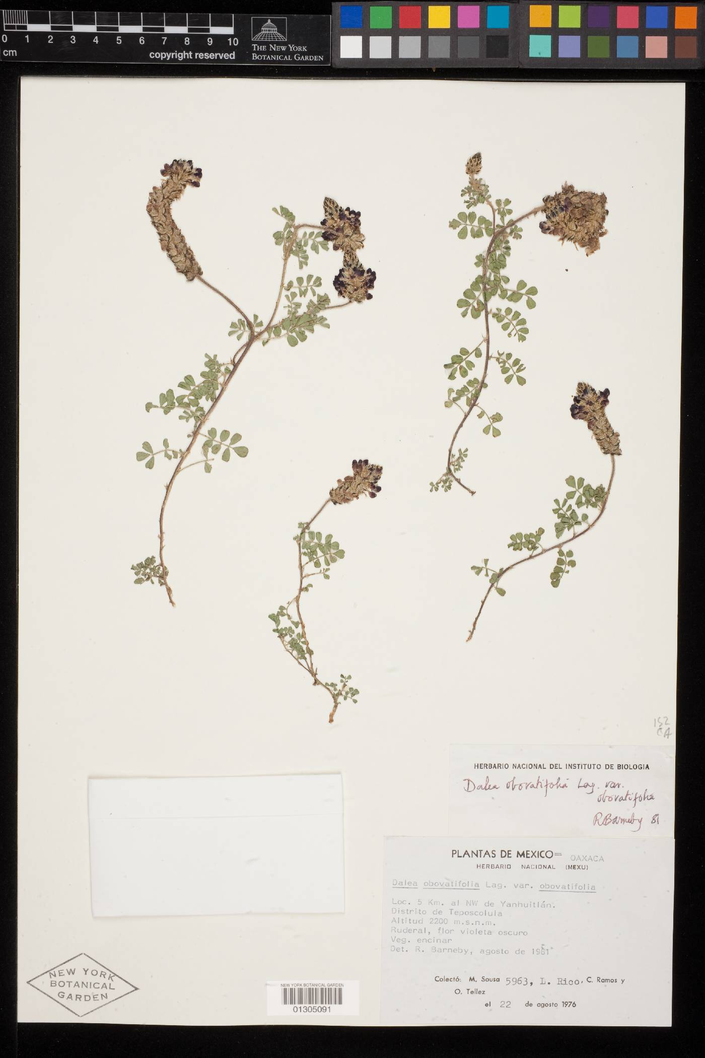Dalea obovatifolia var. obovatifolia image