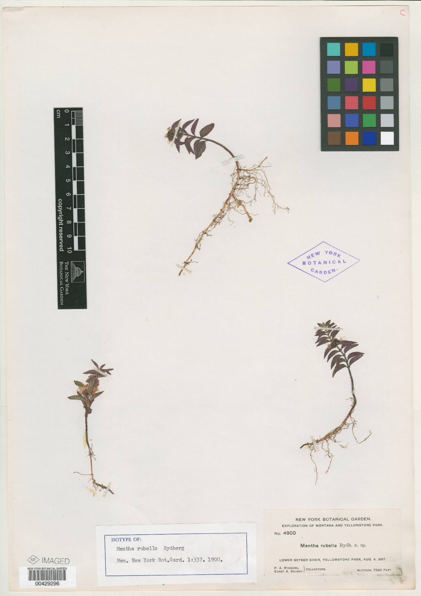 Mentha rubella image