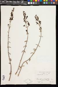 Keckiella breviflora var. breviflora image