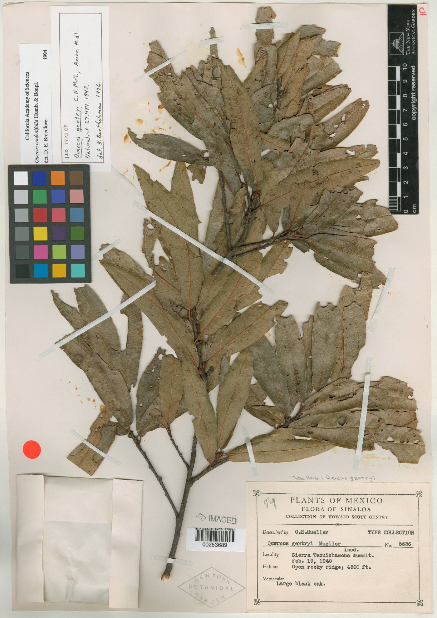 Quercus gentryi image