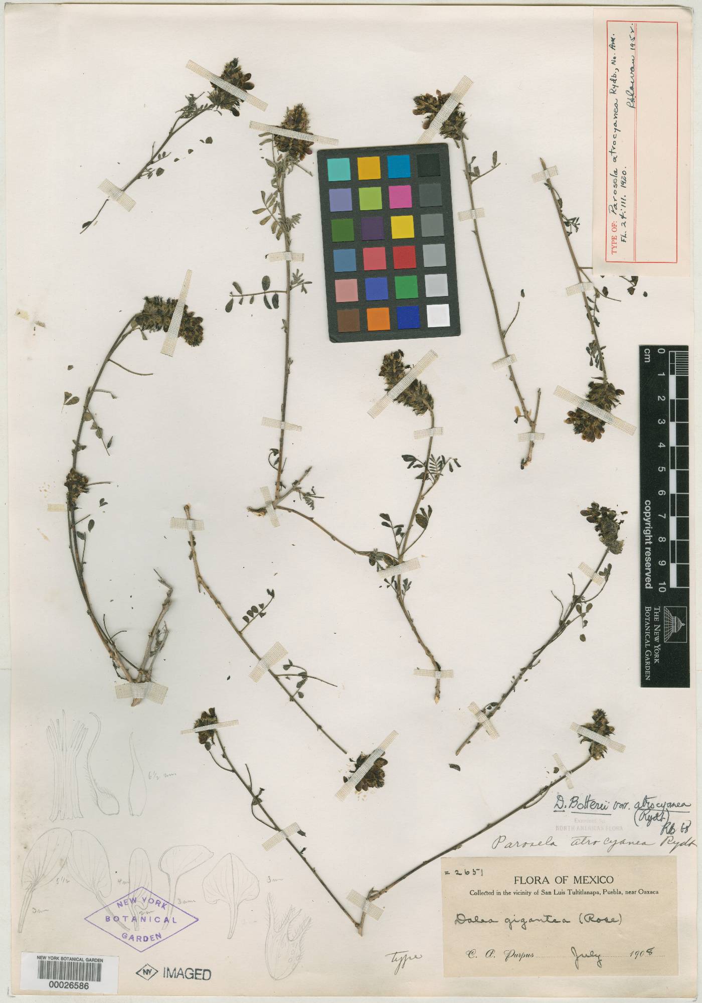 Dalea botterii var. atrocyanea image