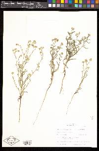 Cryptantha pterocarya image