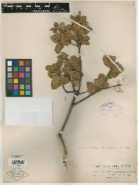 Quercus agrifolia var. frutescens image
