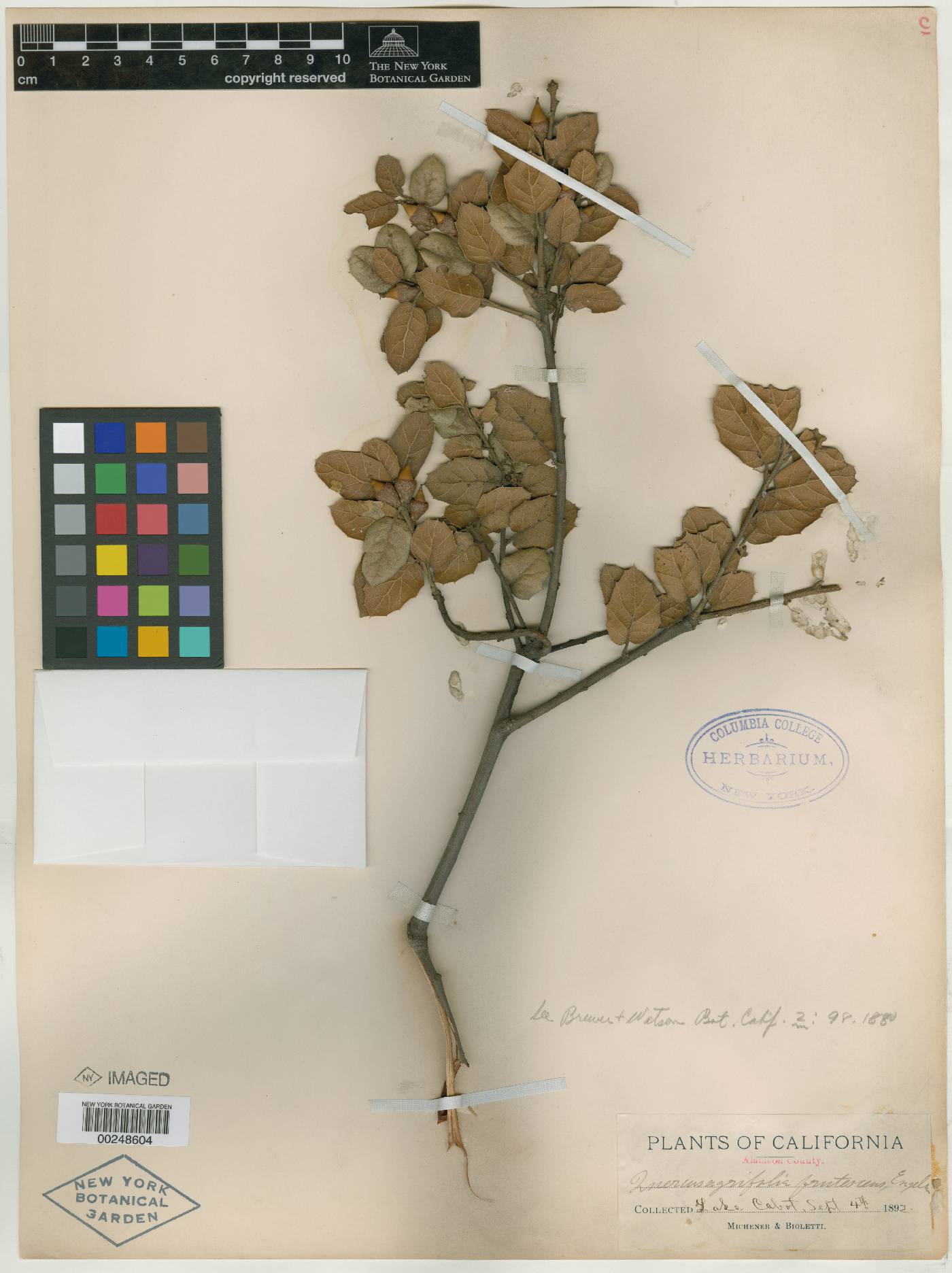 Quercus agrifolia var. frutescens image