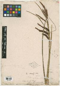 Carex magnifica image