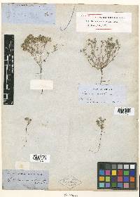 Eritrichium micranthum image