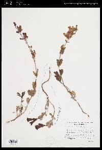 Penstemon azureus image