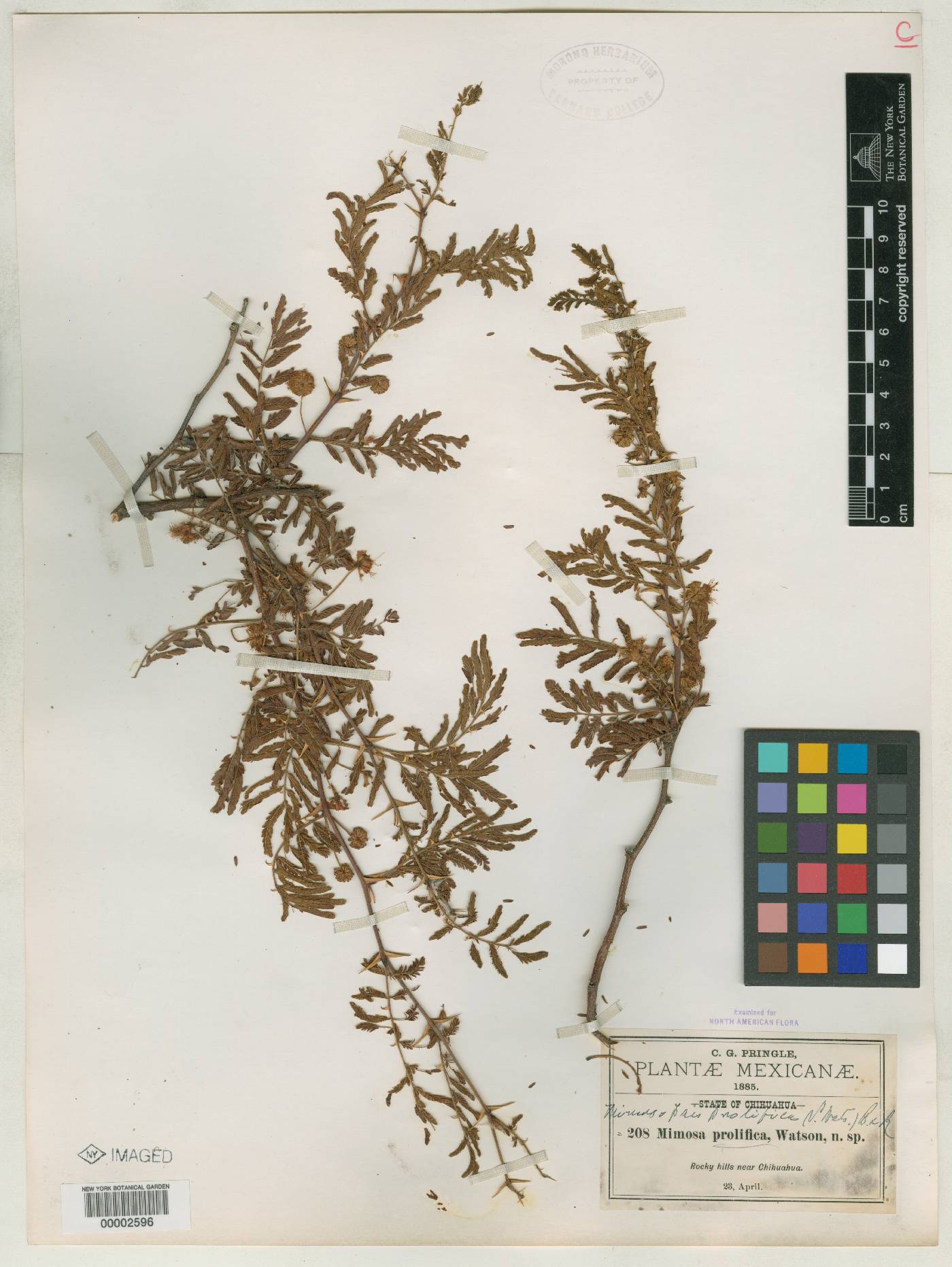 Mimosa prolifica image