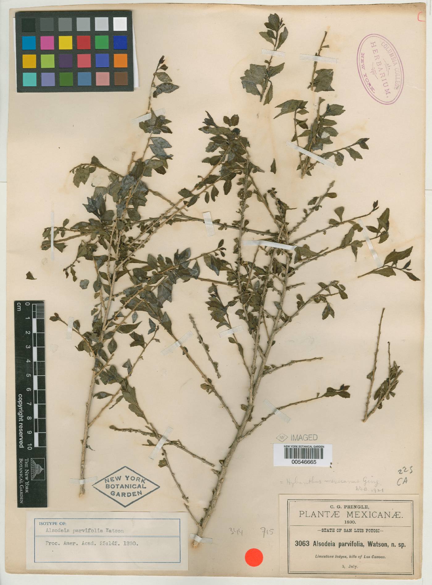Alsodeia parvifolia image