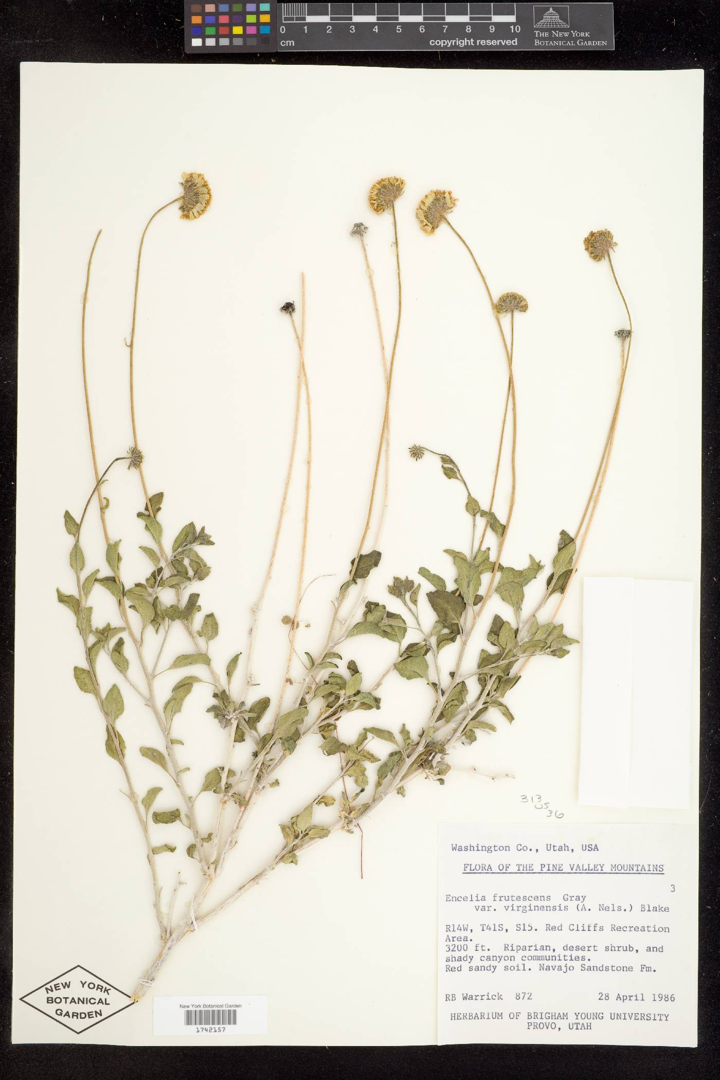 Encelia virginensis var. virginensis image