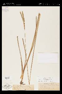 Paspalum floridanum image