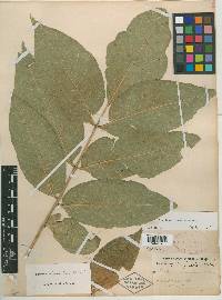 Fraxinus profunda image