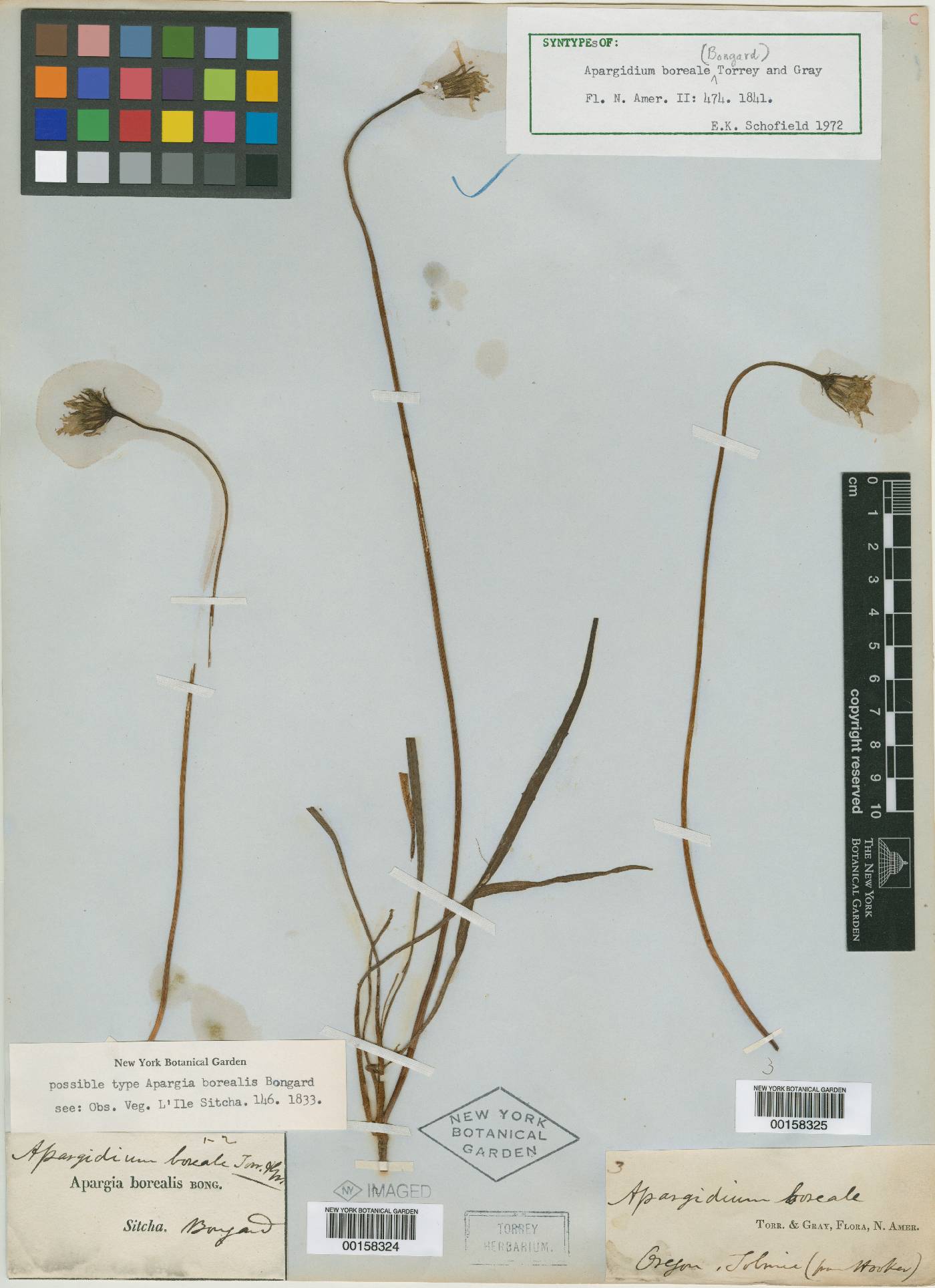 Microseris borealis image