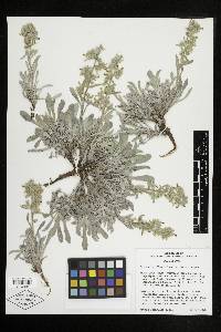Oreocarya flavoculata image