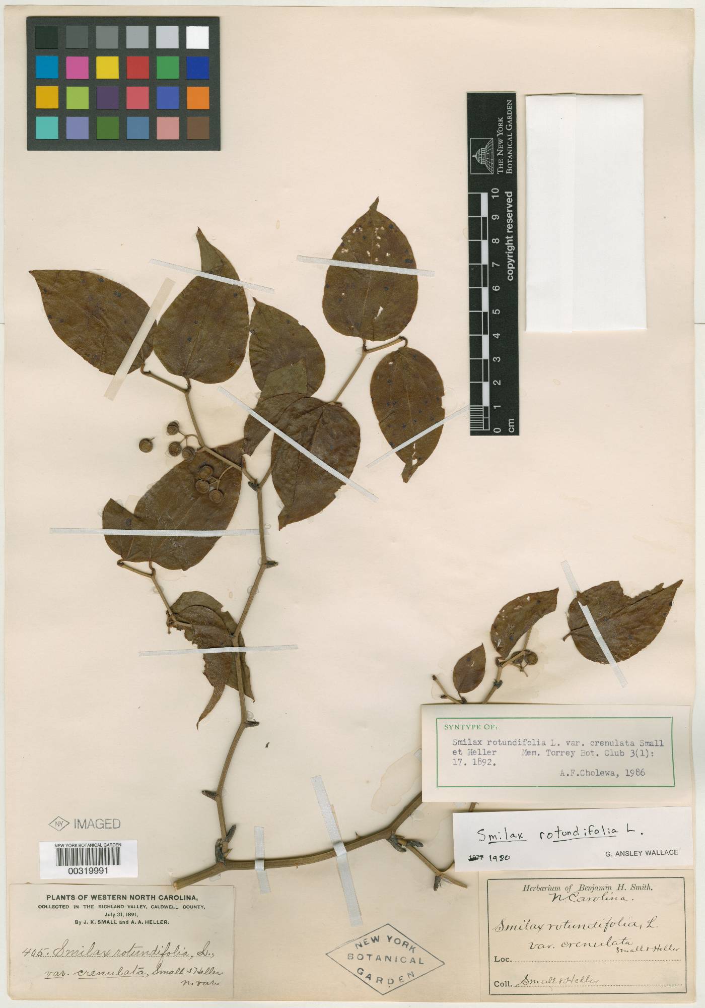 Smilax rotundifolia var. crenulata image