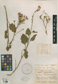 Nicotiana nesophila image