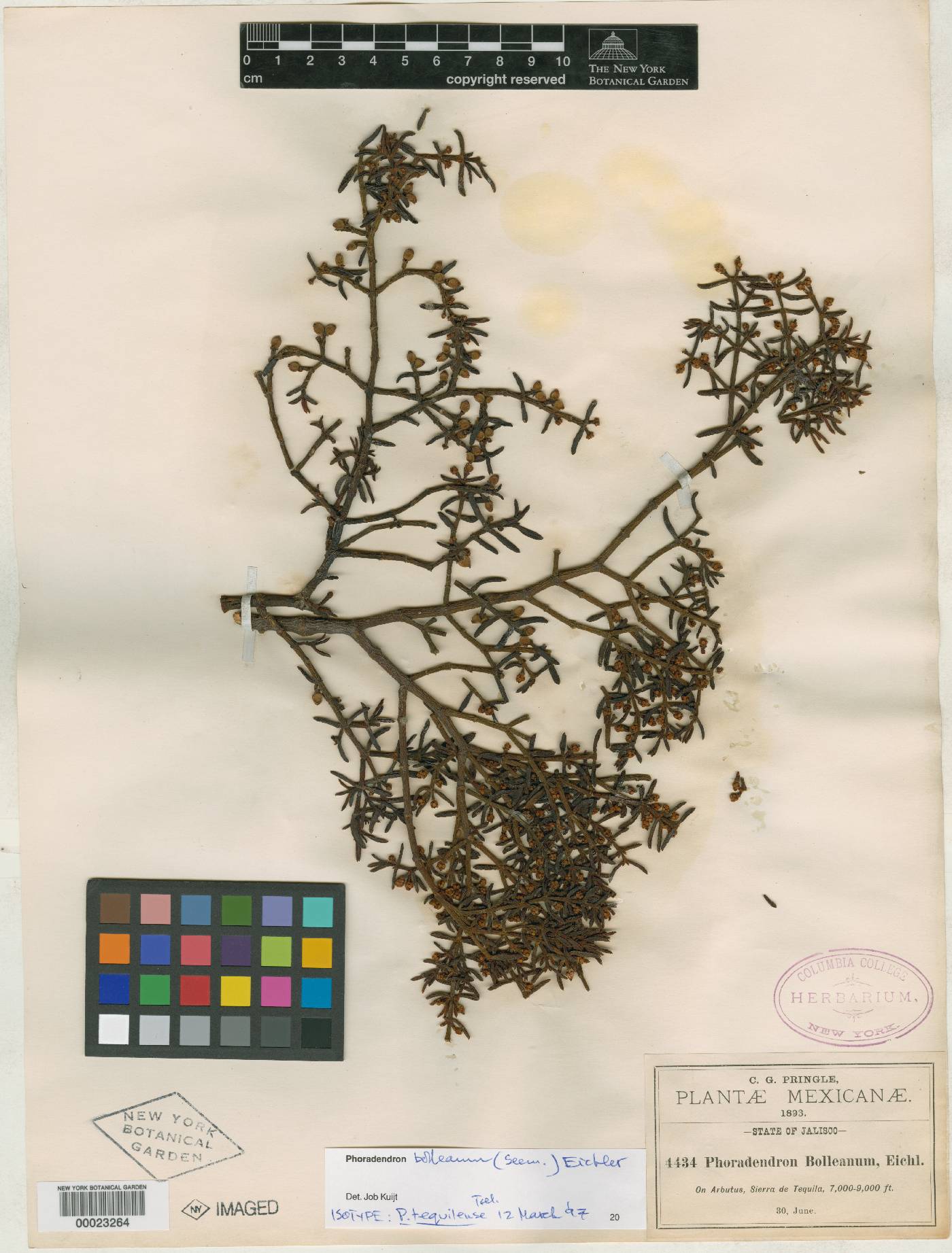 Phoradendron tequilense image