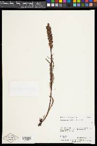 Pedicularis groenlandica image