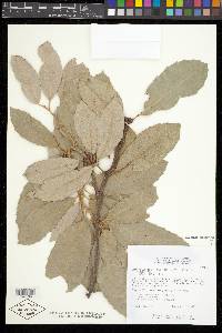 Lithocarpus densiflora image