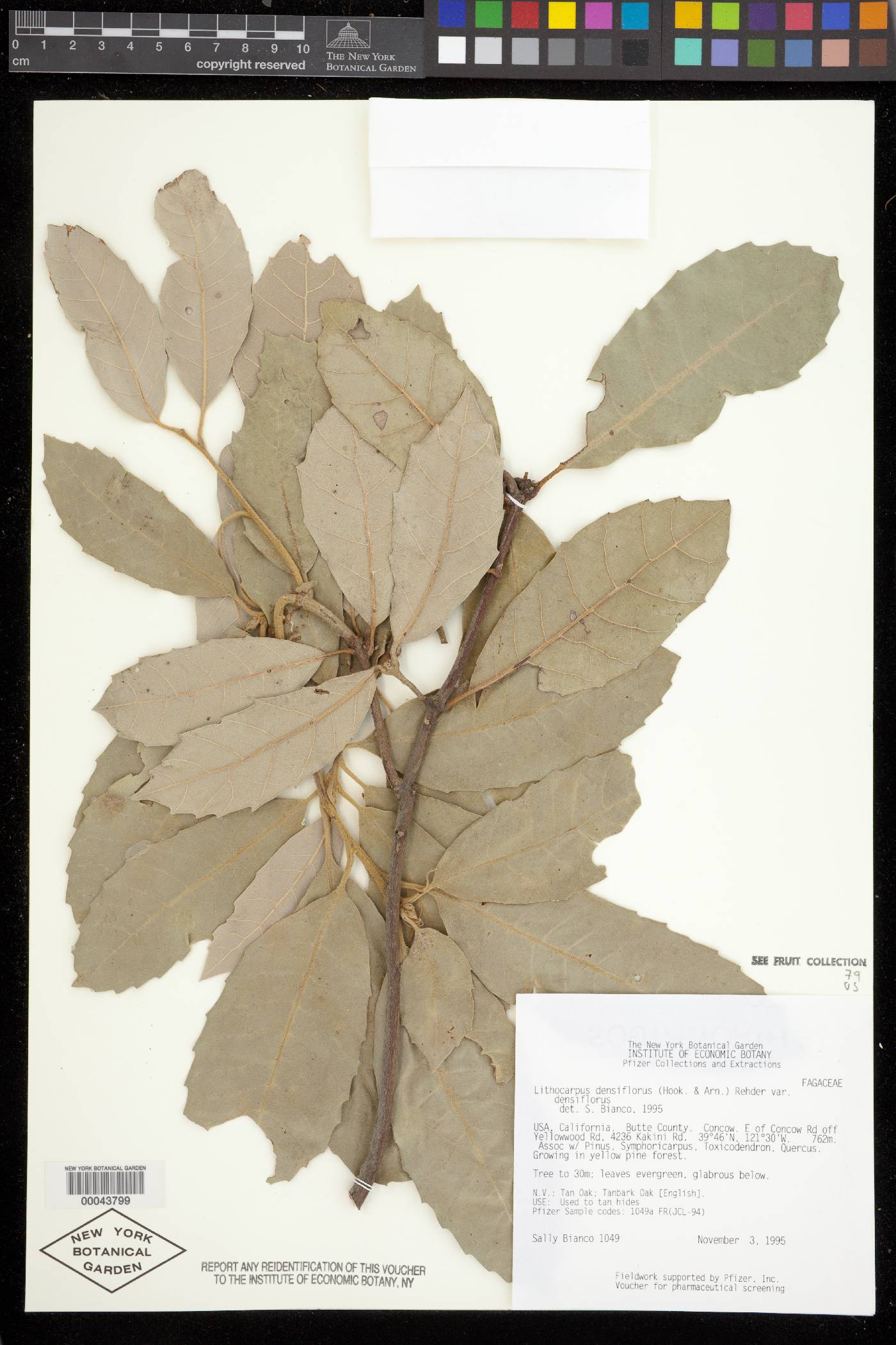 Lithocarpus densiflora var. densiflora image