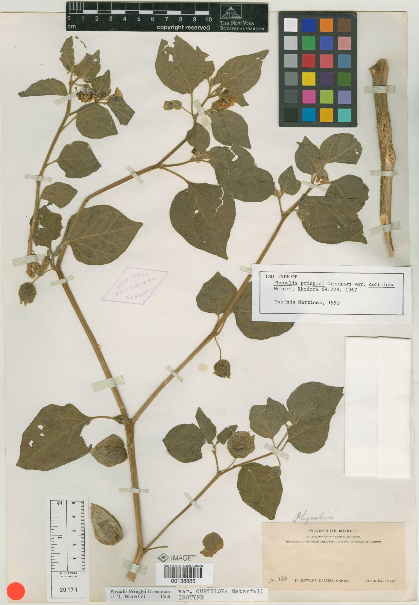 Physalis pringlei image