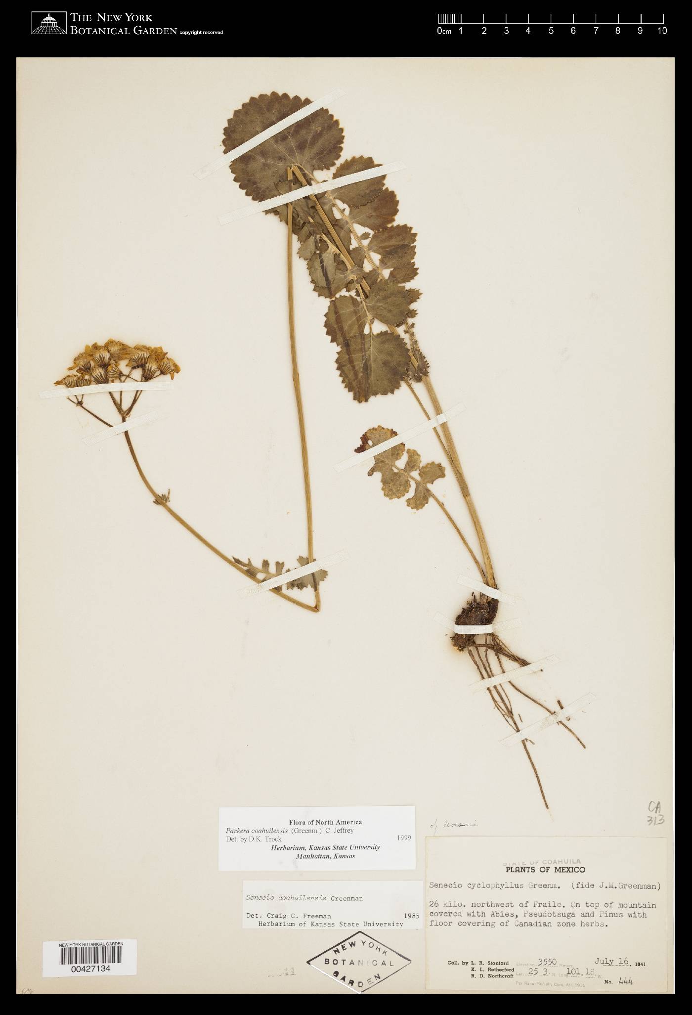 Packera coahuilensis image