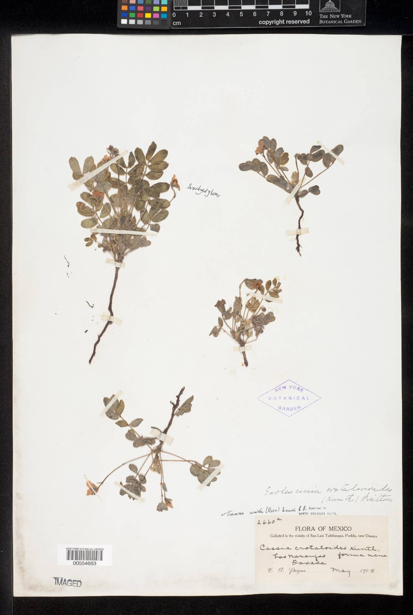 Senna arida image