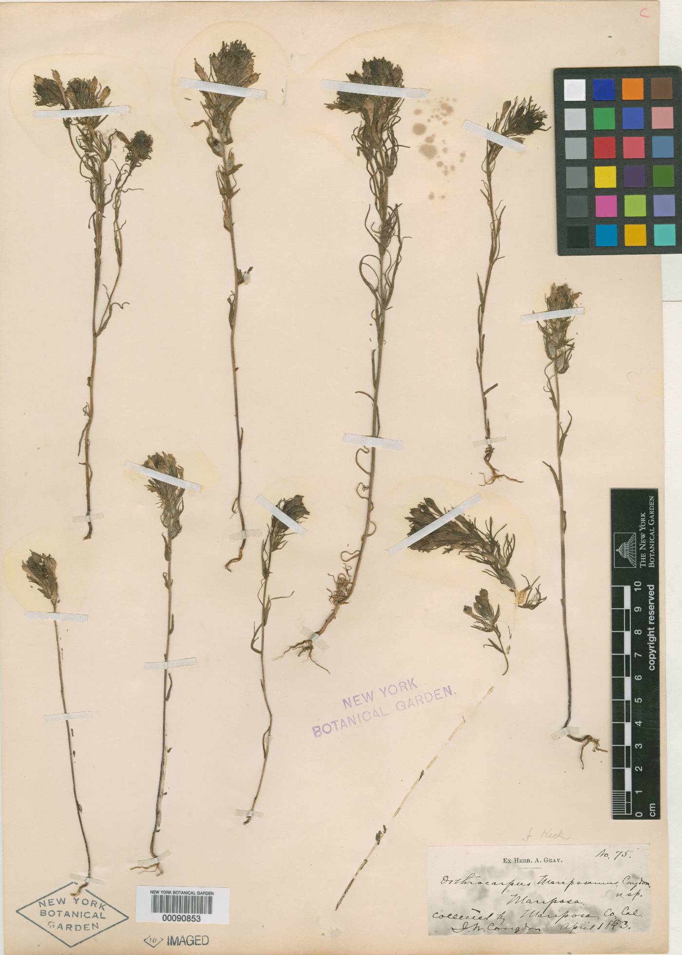 Orthocarpus mariposanus image