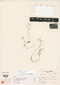 Draba ogilviensis image