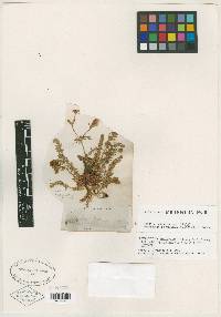 Potentilla millefolia image