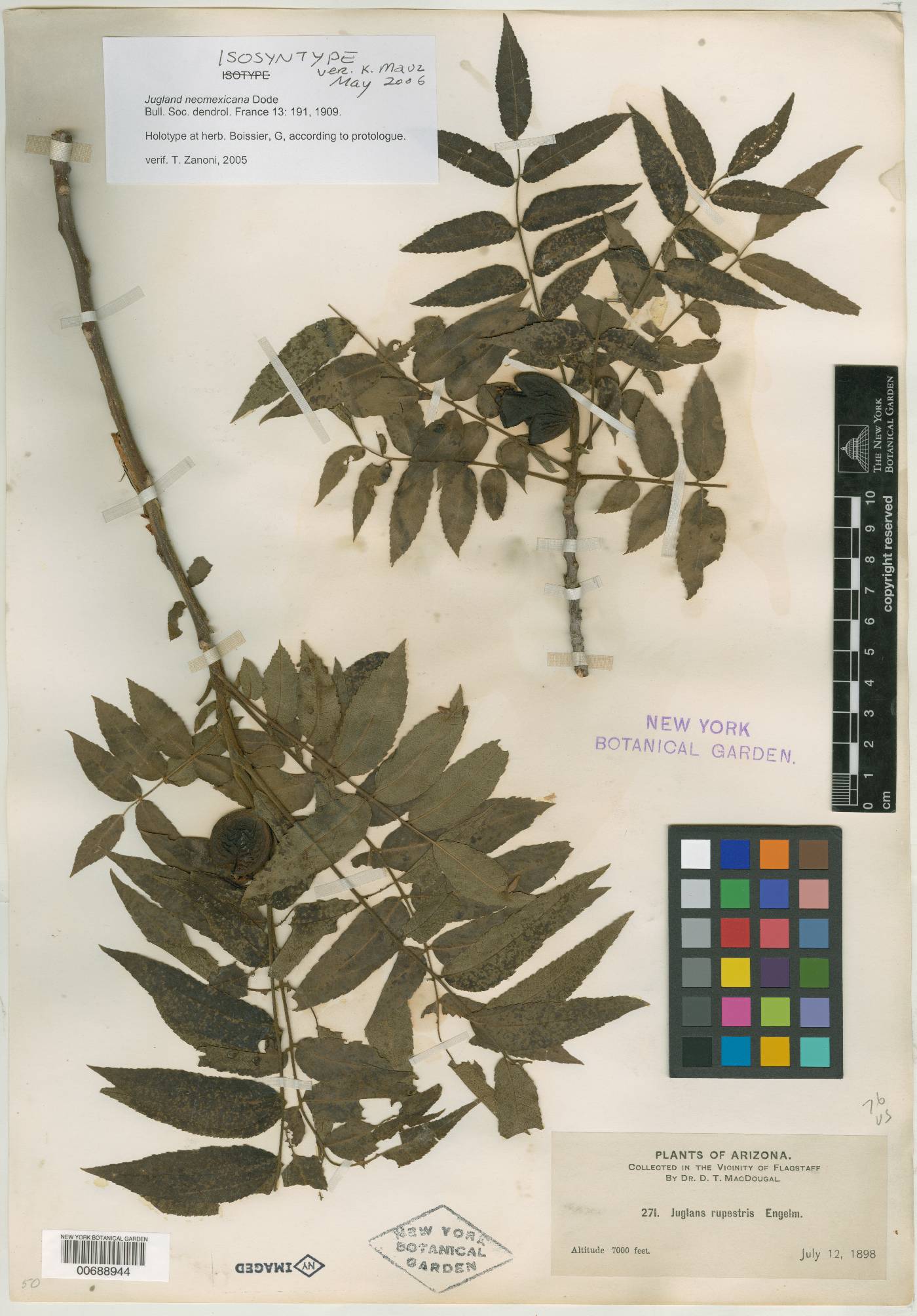 Juglans neomexicana image