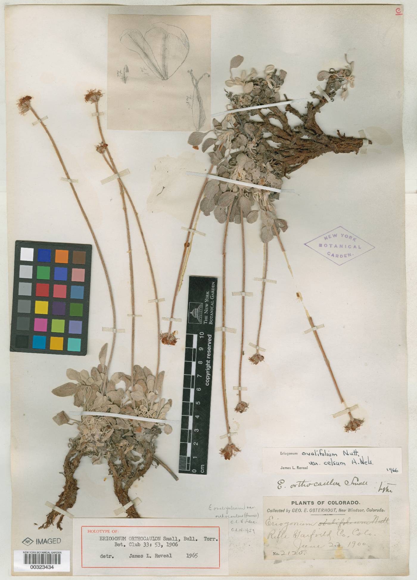 Eriogonum orthocaulon image