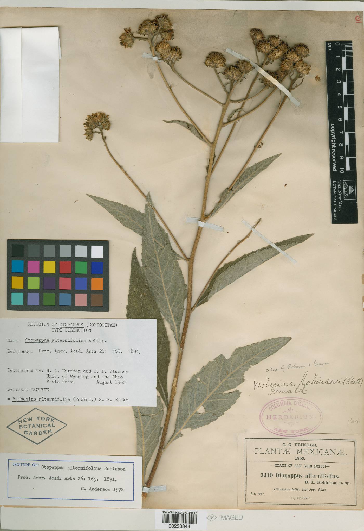 Verbesina robinsonii image