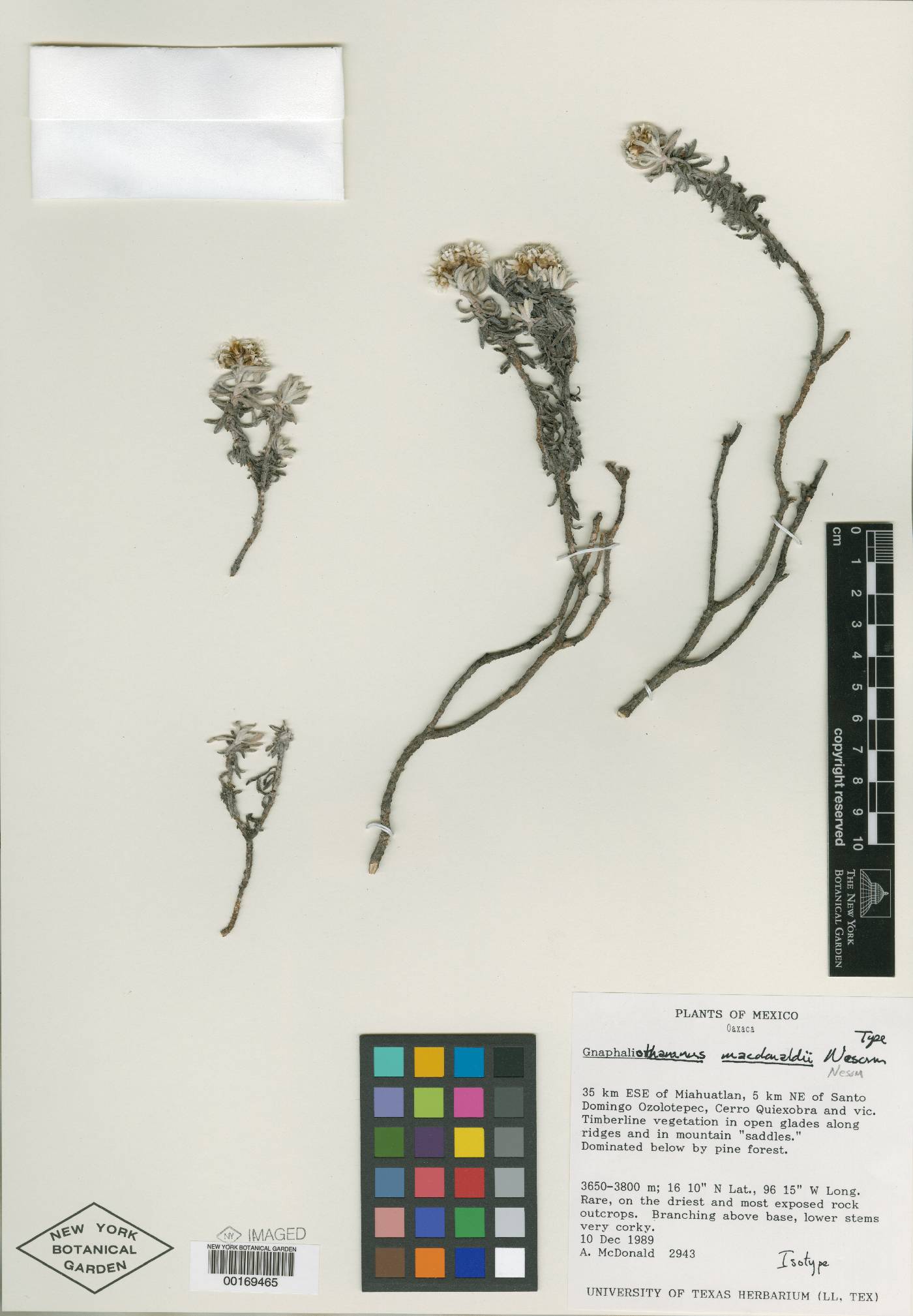 Gnaphaliothamnus lavandulifolius image