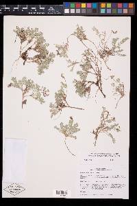 Astragalus lackschewitzii image