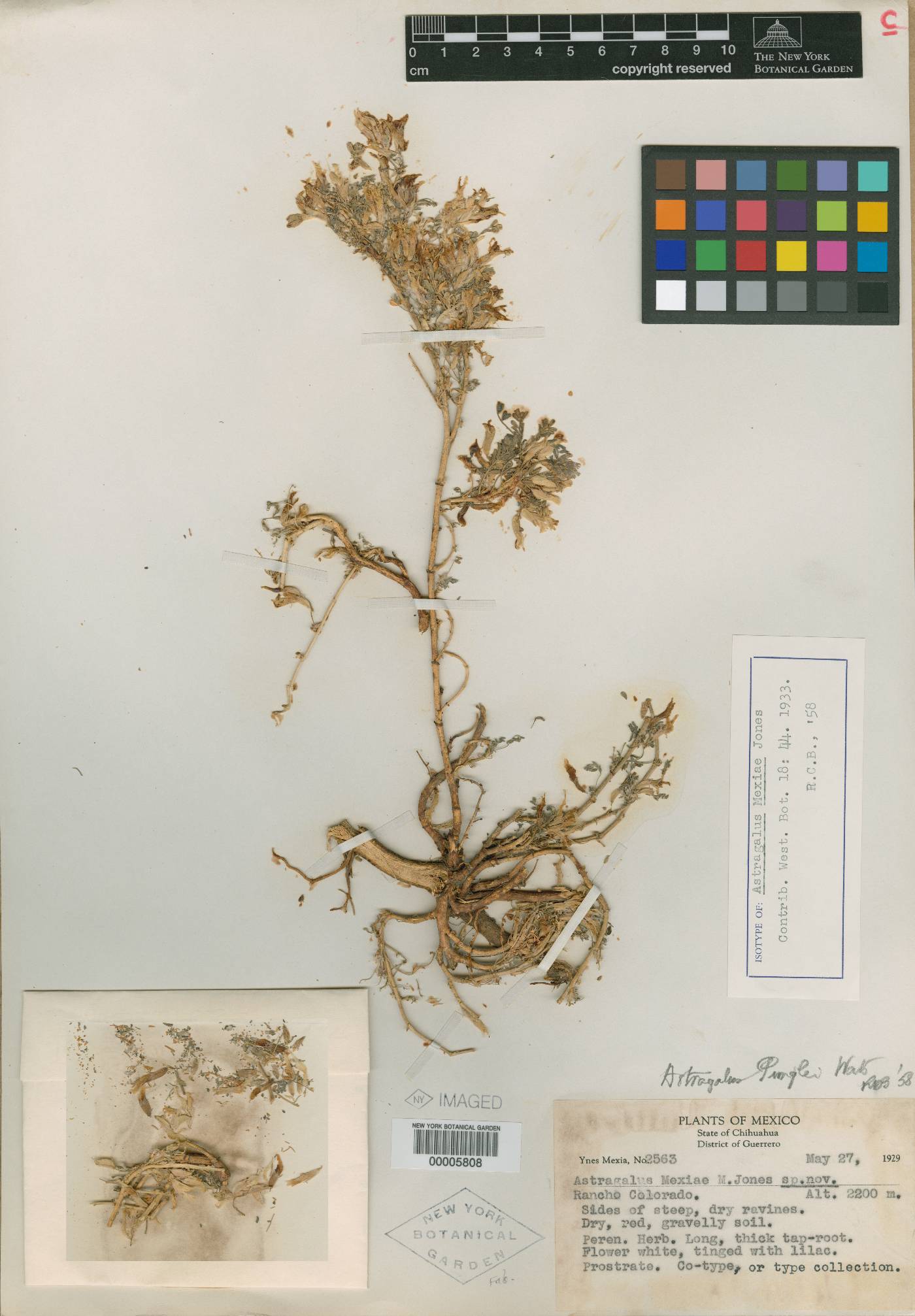 Astragalus mexiae image