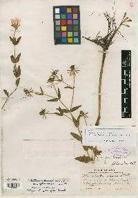 Sabatia harperi image