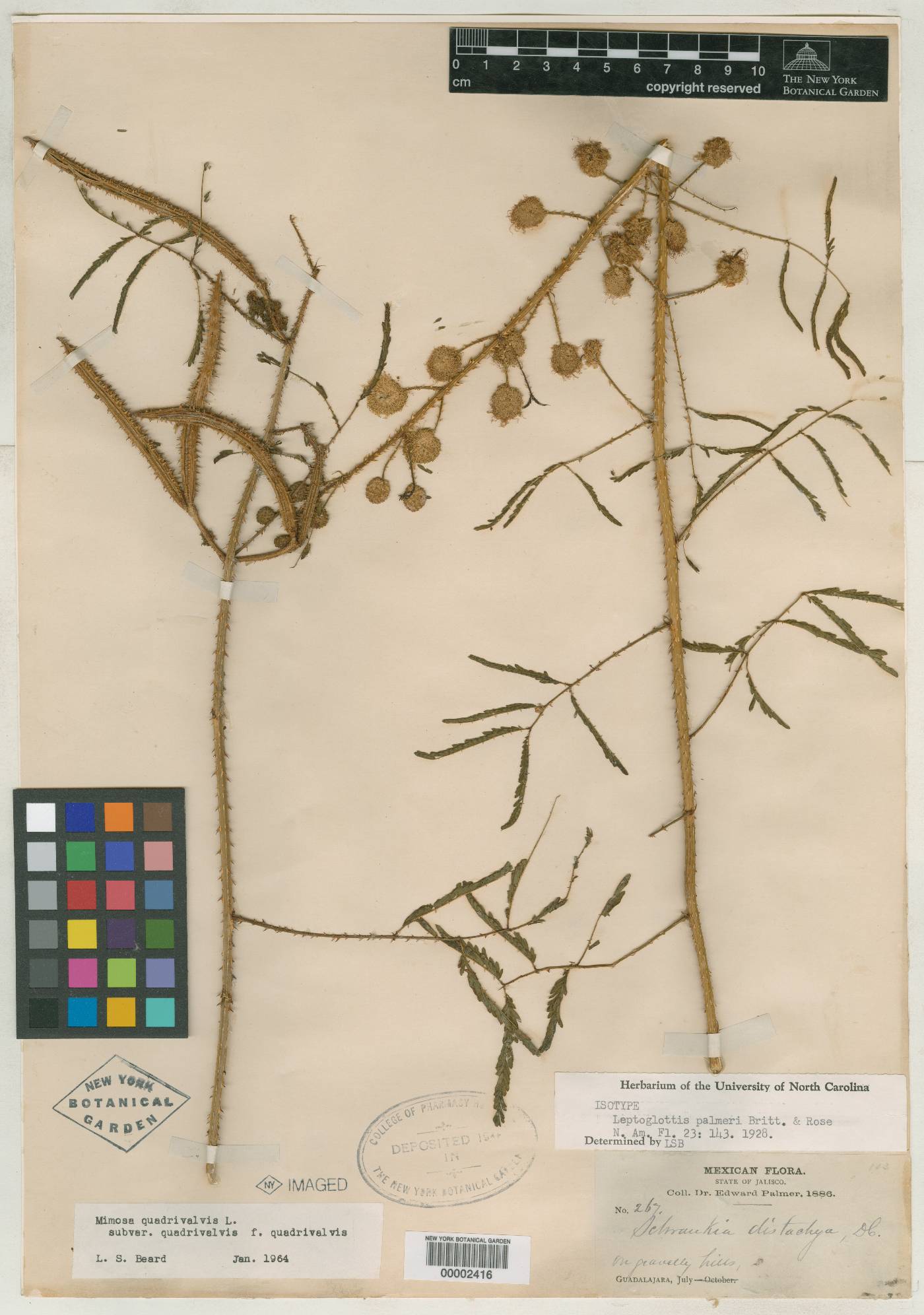 Mimosa quadrivalvis var. distachya image