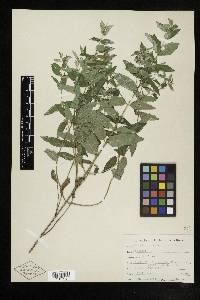 Scutellaria galericulata image