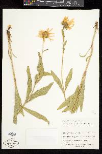 Helianthella uniflora image