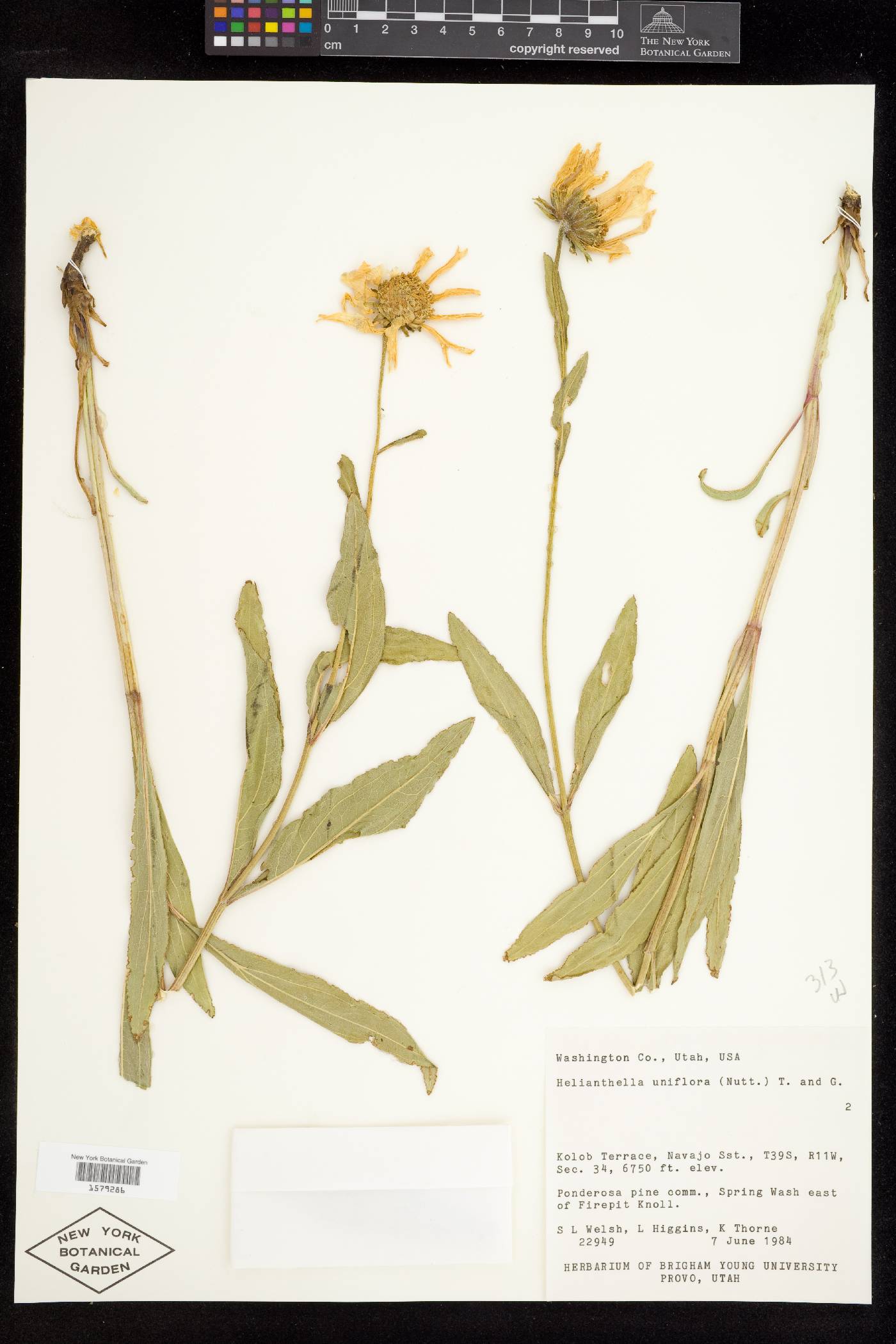 Helianthella uniflora var. uniflora image