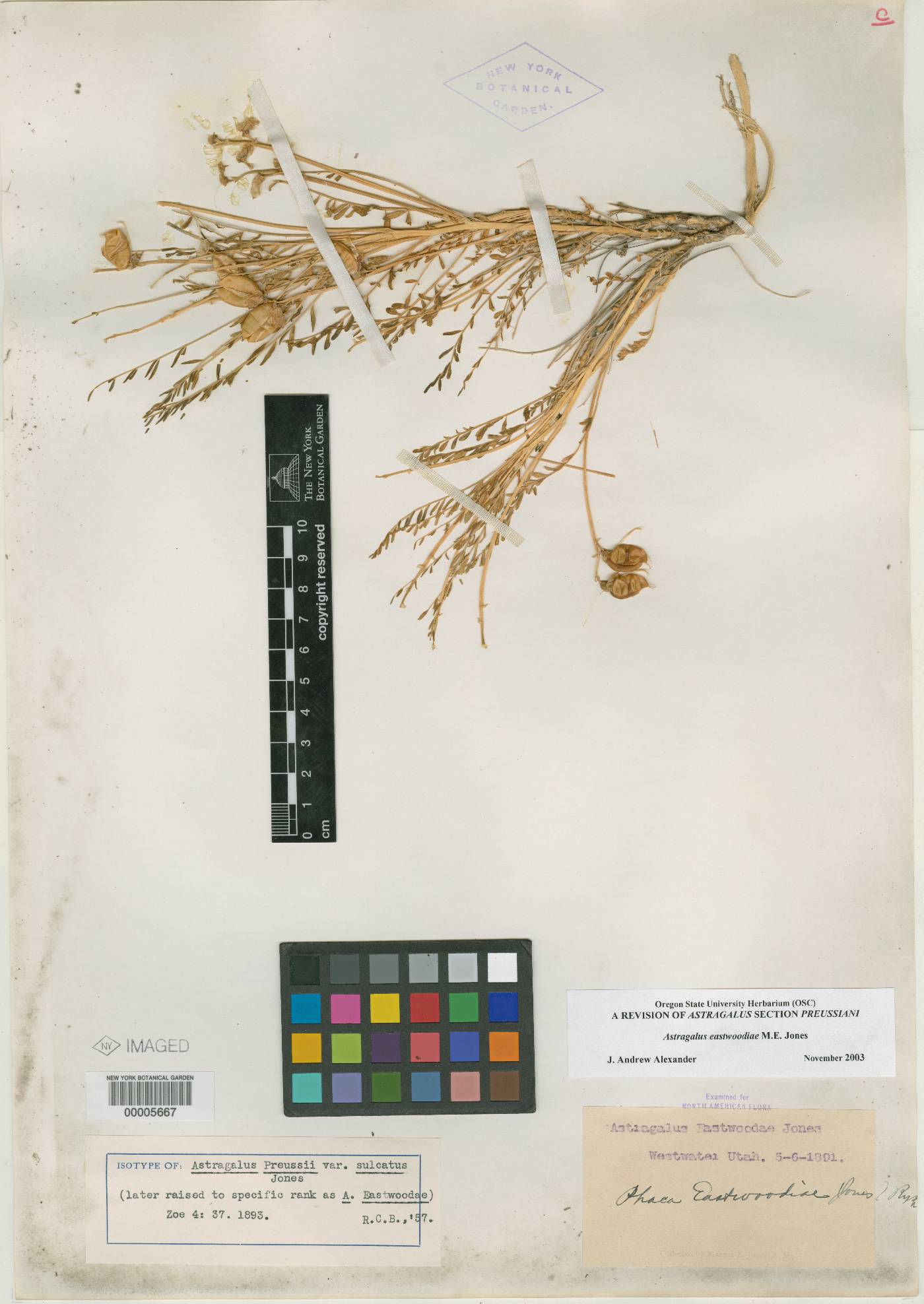 Astragalus preussii var. sulcatus image