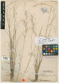 Aristida purpurea var. wrightii image