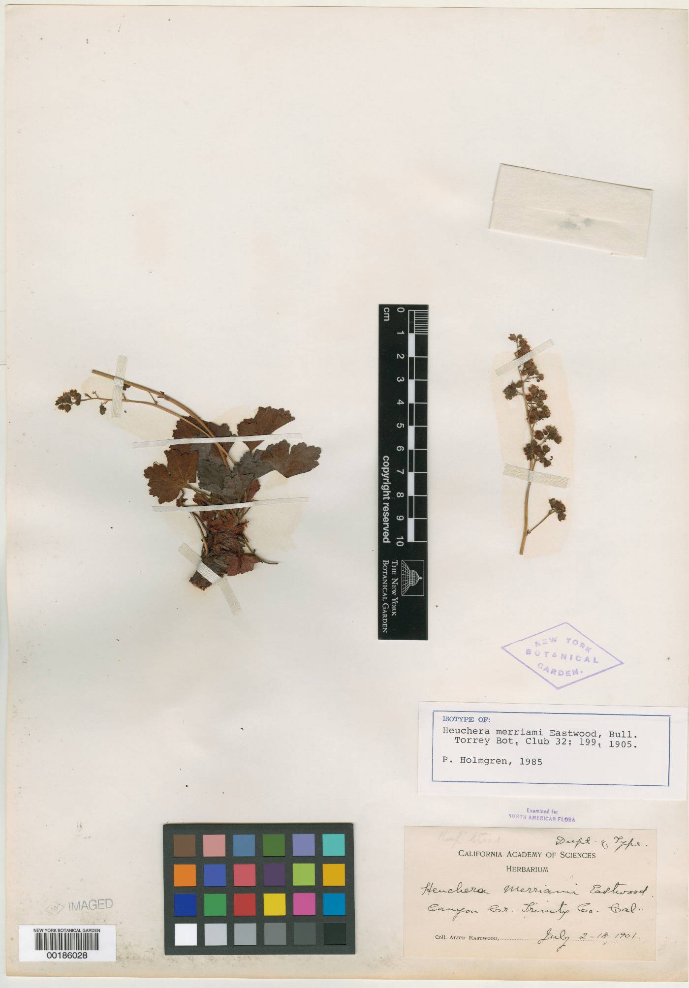 Heuchera merriamii image