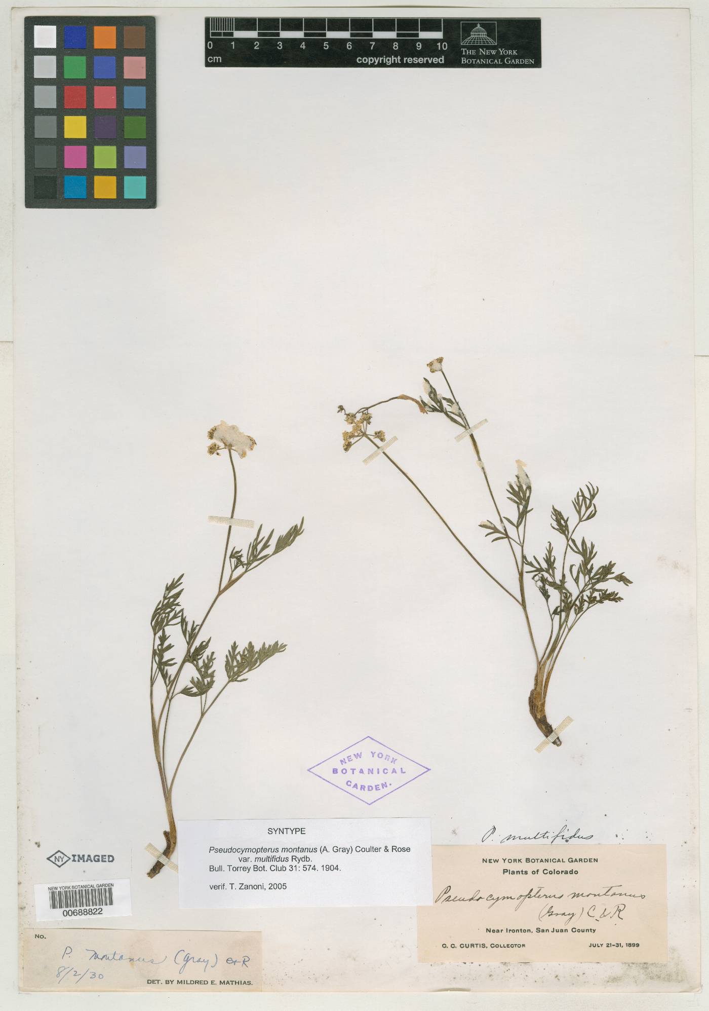 Pseudocymopterus montanus var. multifidus image