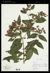 Vernonia baldwinii image