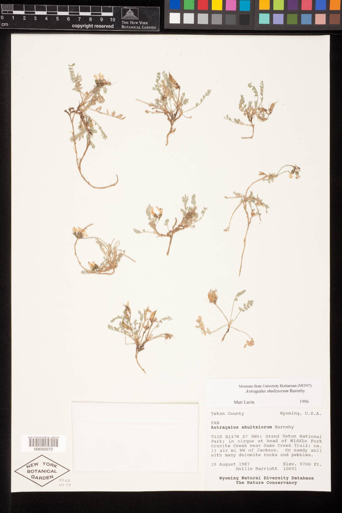 Astragalus molybdenus image