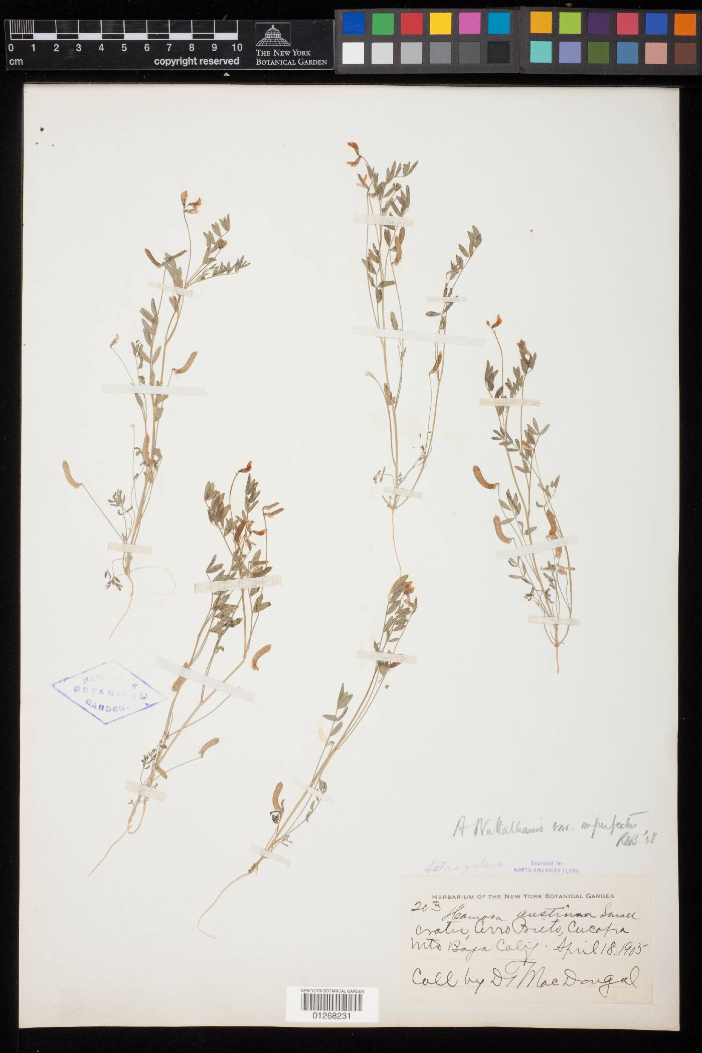 Astragalus nuttallianus var. imperfectus image